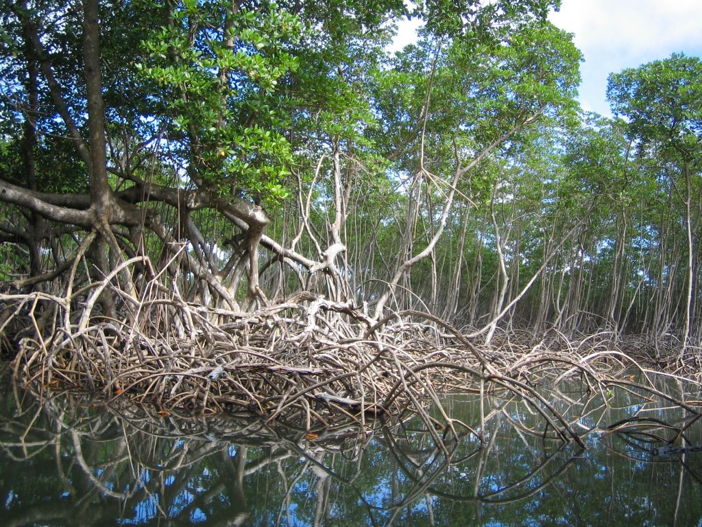 Los Haitises mangrove